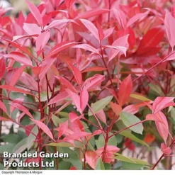 Photinia 'Red Robin' (Standard) -Garden Central Sales Store STAN TCK74037 B