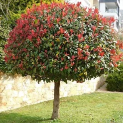 Photinia 'Red Robin' (Standard) -Garden Central Sales Store STAN TCK74037 NOW1