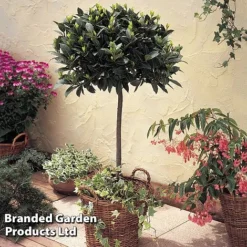 Laurus Nobilis (Standard) -Garden Central Sales Store STAN BAYTREE U43522