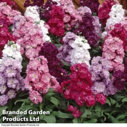 Stock 'Most Scented Mix' -Garden Central Sales Store STOC P6106 D
