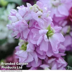 Stock 'Most Scented Mix' -Garden Central Sales Store STOC P6106 E