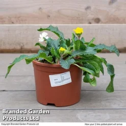 Stock 'Most Scented Mix' -Garden Central Sales Store STOC P6106 F