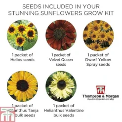 Stunning Sunflower Growing Kit -Garden Central Sales Store STUN TKA1543 E1