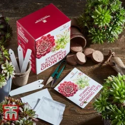 Stunning Succulents Growing Kit