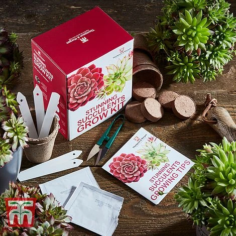 Stunning Succulents Growing Kit 1 Stunning Succulents Growing Kit