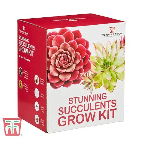 Stunning Succulents Growing Kit 2 Stunning Succulents Growing Kit - Image 2