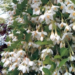 Styrax Japonicus 'Fragrant Fountain'