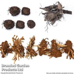 Summer Plant Collection -Garden Central Sales Store SUMM KF4124 ARRIVE1