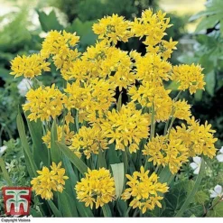 Summer Flowering Bulb Collection -Garden Central Sales Store SUMM TKA2787 C11