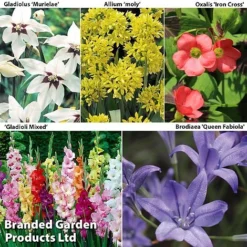 Bulb And Bare Root Collection -Garden Central Sales Store SUMMER BULB COL