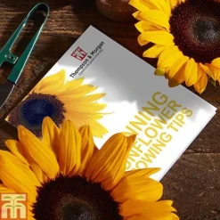 Stunning Sunflower Growing Kit -Garden Central Sales Store SUNF TKA1543 C1