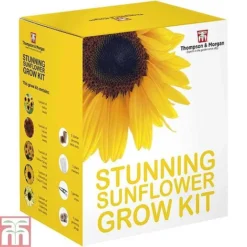 Stunning Sunflower Growing Kit -Garden Central Sales Store SUNF TKA1543 D1