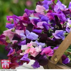 Sweet Pea Duo -Garden Central Sales Store SWE WKB9969 D