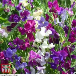 Sweet Pea Duo -Garden Central Sales Store SWE WKB9969 E