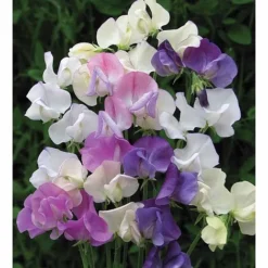 Sweet Pea 'Scent Infusion' -Garden Central Sales Store SWEE T17016 A h