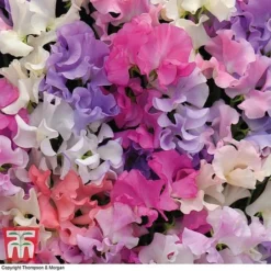 Sweet Pea 'Sweet Dreams Mixed' -Garden Central Sales Store SWEE p86837 C1
