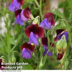 Sweet Pea 'Matucana' -Garden Central Sales Store SWEE MATUCANA T18892