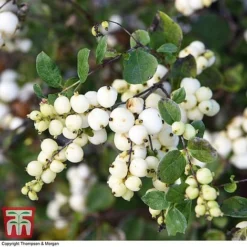 Symphoricarpos 'Magical Galaxy' -Garden Central Sales Store SYMP 6648 A2