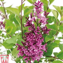 Lilac 'Bloomerang Dark Purple'