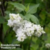 Syringa Vulgaris 'Madame Casimir Périer'
