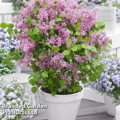 Syringa Flowerfesta® Collection -Garden Central Sales Store SYRI FFESTAPIN S48771