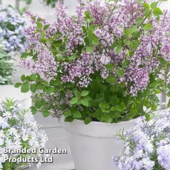 Syringa Flowerfesta® Collection -Garden Central Sales Store SYRI FFESTAPUR S487651