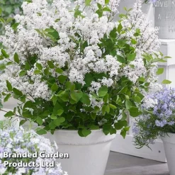 Syringa Flowerfesta® Collection -Garden Central Sales Store SYRI FFESTAWHI S48768