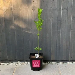 Spindle (Euonymus Europaeus) Grown By Cotswold Trees -Garden Central Sales Store Spindle