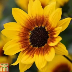Sunflower SunBelievable&trade; 'Brown Eyed Girl' -Garden Central Sales Store Sunvbelievable 1