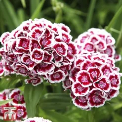 Sweet William 'Mixed' -Garden Central Sales Store Sweet William 2