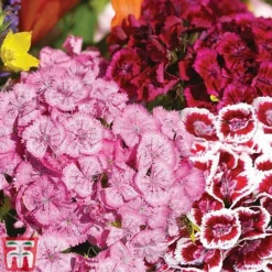Sweet William 'Mixed' -Garden Central Sales Store Sweet William Messenger USE