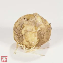 Fritillaria Imperialis 'Red' 7 Fritillaria Imperialis 'Red' -Garden Central Sales Store T10516 FRIT 1