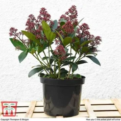 Skimmia Japonica 'Rubella' -Garden Central Sales Store T57538 arrival