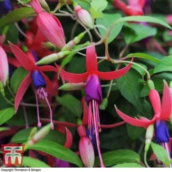 Fuchsia 'Genii' (Hardy) -Garden Central Sales Store T57750 FUCH 3