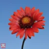 Gaillardia Aristata 'Burgundy'