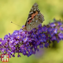 Buddleja Davidii 'Empire Blue'