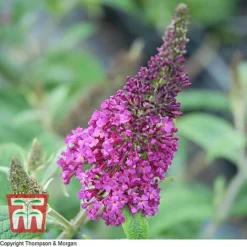 Buddleja Davidii 'Miss Ruby'