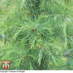 Cedrus Deodara