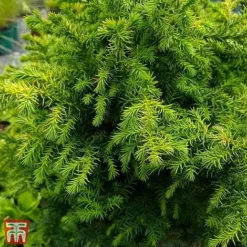 Cryptomeria Japonica 'Vilmoriniana'