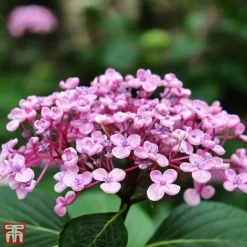 Hydrangea Macrophylla 'Ayesha' -Garden Central Sales Store T66231 HYDR 2