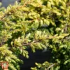 Juniperus Chinensis 'Goldschatz'