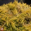 Juniperus Conferta 'Allgold'