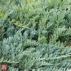 Juniperus Horizontalis 'Blue Chip'