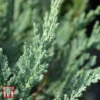 Juniperus Horizontalis 'Jade River'