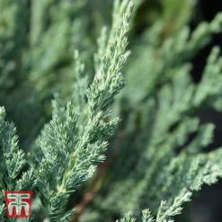 Juniperus Horizontalis 'Jade River'