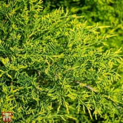 Juniperus X Pfitzeriana 'Gold Coast'