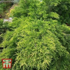 Juniperus X Pfitzeriana 'Goldkissen'