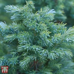 Juniperus Squamata 'Blue Carpet'