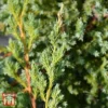 Juniperus Squamata 'Blue Swede'