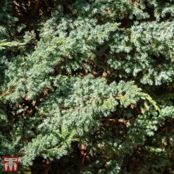 Juniperus Squamata 'Meyeri'